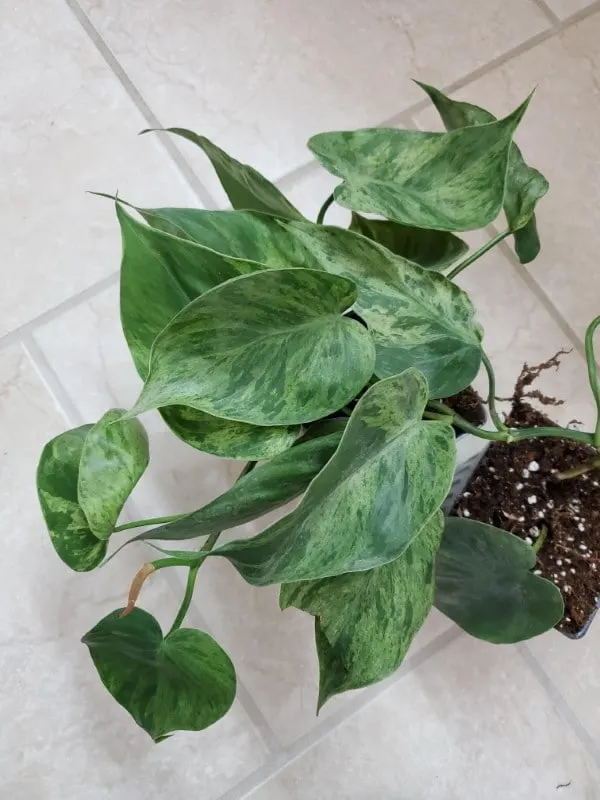 Variegated Heart Leaf Philodendron 2