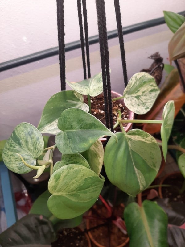 Variegated Heart Leaf Philodendron