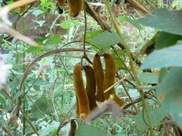 Velvet itchy bean Vegetables That Start with V