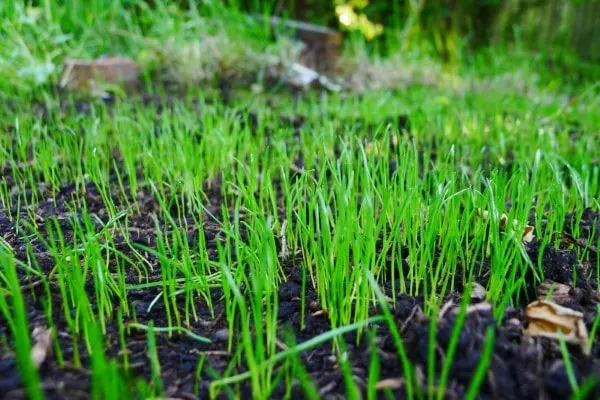 When To Stop Watering New Grass Seed