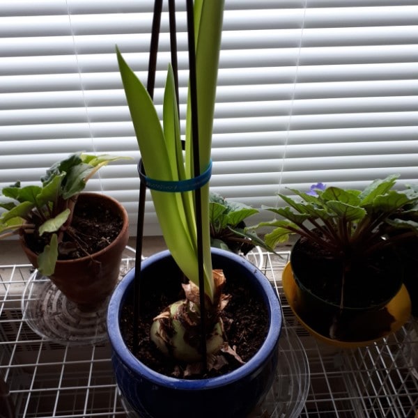 Why Amaryllis Will Not Bloom