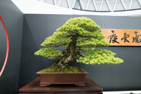 Why Are Bonsai Trees So Expensive