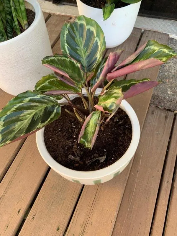 Why Are My Calathea Leaves Curling