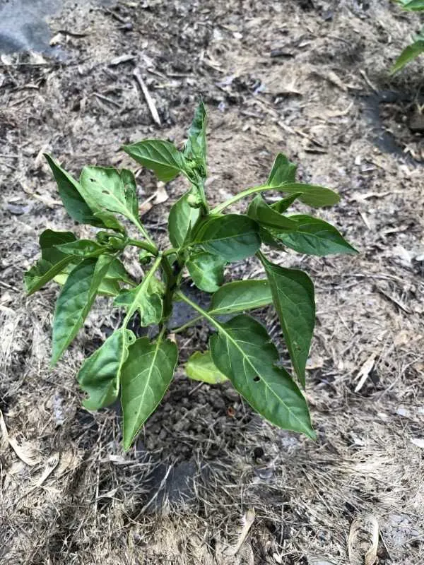 Why Are My Pepper Plants So Small 3