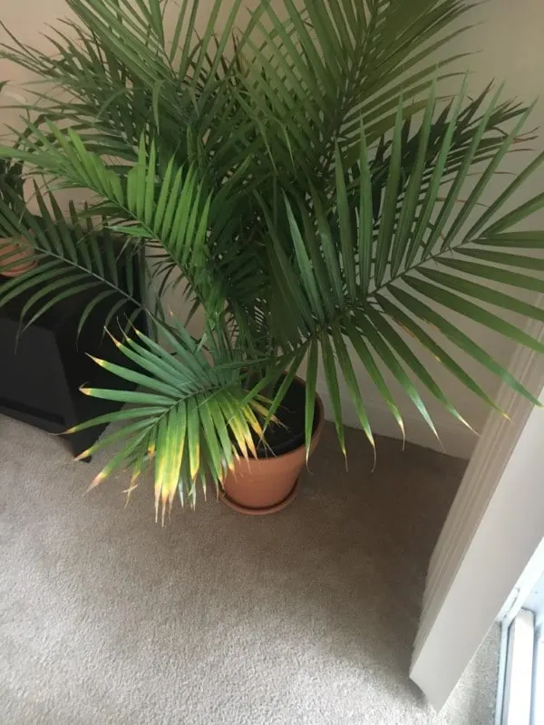 Why Are My Potted Palms Turning Yellow 2