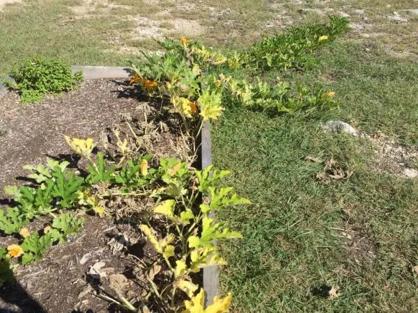 Why Are My Pumpkin Leaves Turning Yellow 2