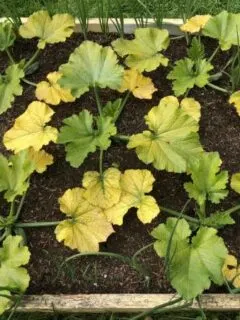 Why Are My Zucchini Leaves Turning Yellow