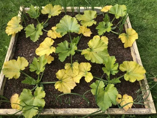 Why Are My Zucchini Leaves Turning Yellow