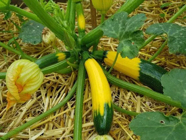 Why Are My Zucchini Turning Yellow