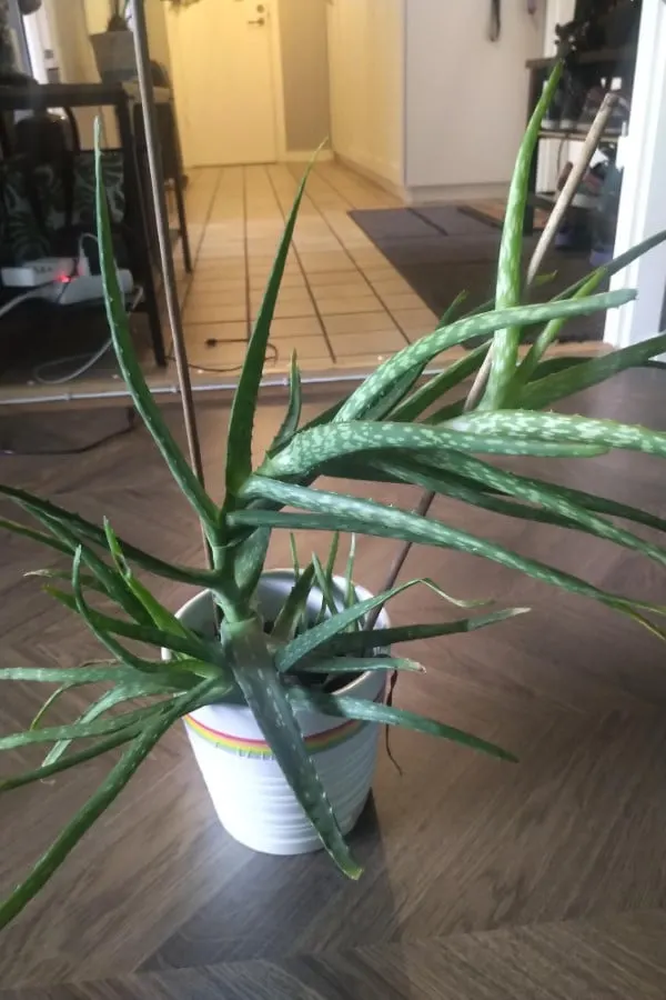 Why Does My Aloe Plant Not Stand Up 2