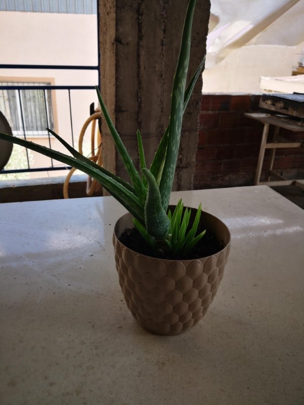 Why Does My Aloe Plant Not Stand Up