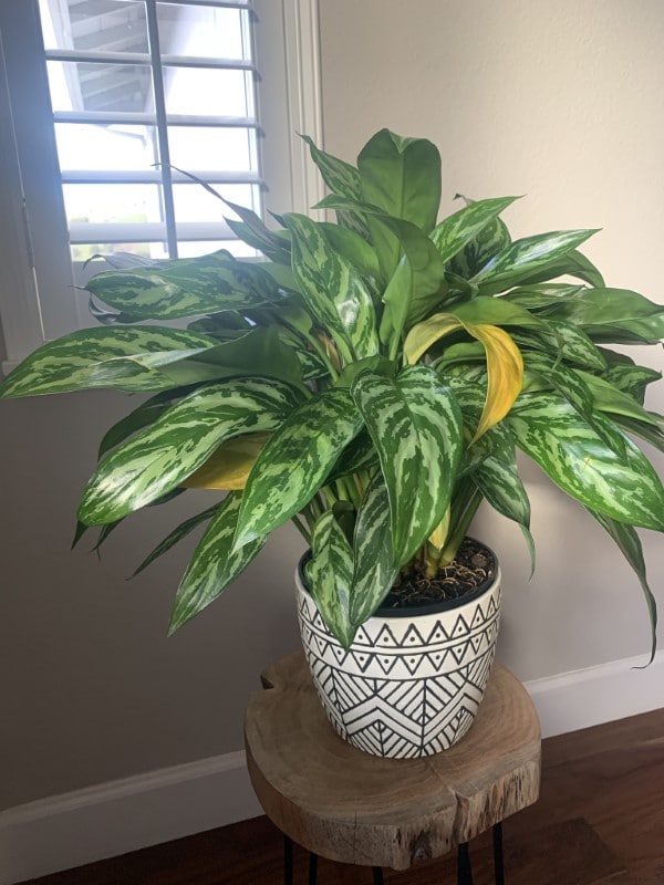Why Is My Chinese Evergreen Turning Yellow