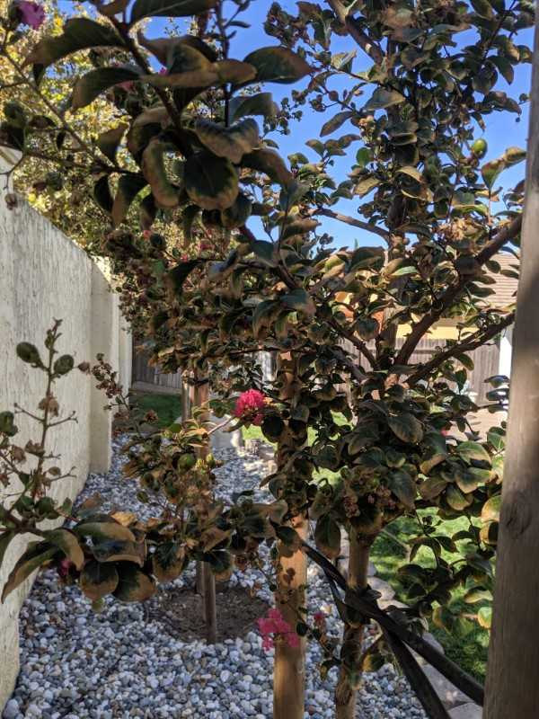 Why Is My Crepe Myrtle Not Blooming