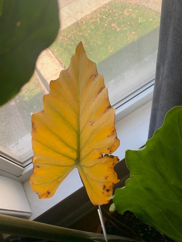 Why Is My Elephant Ear Plant Turning Yellow