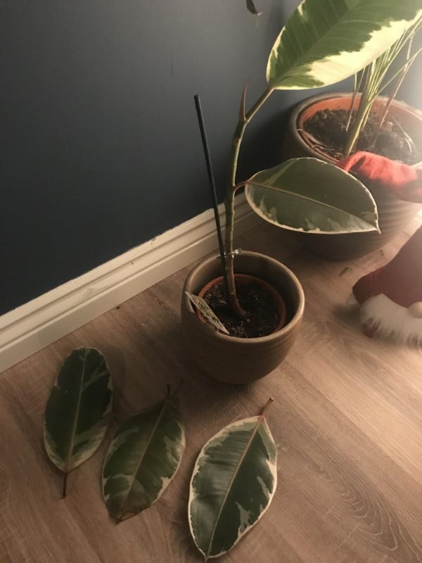 Why Is My Ficus Dropping Leaves
