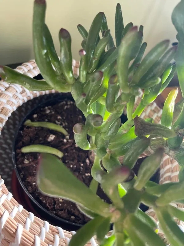 Why Is My Jade Plant Losing Leaves 2