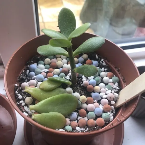 Why Is My Jade Plant Losing Leaves