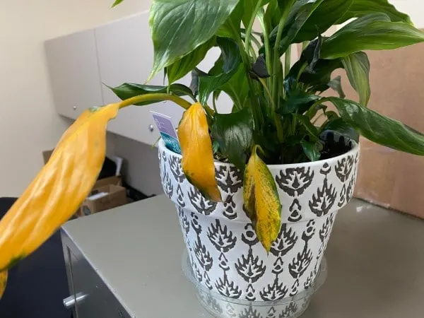 Disease - Why Is My Peace Lily Leaves Turning Yellow