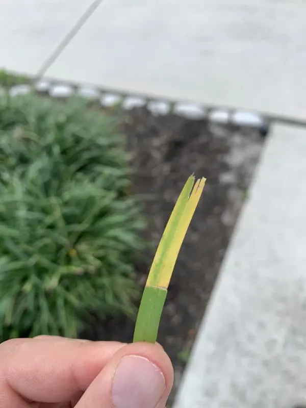 What causes yellow circles in grass
