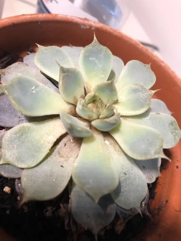 Why Is My Succulent Turning Black 3