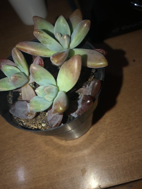 Why Is My Succulent Turning Black