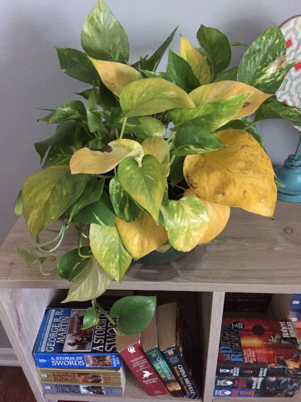 Pothos Leaves Are Turning Yellow - Why My Pothos Leaves Are Turning Yellow