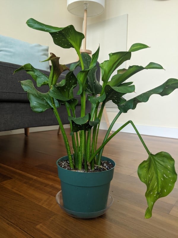 Calla Lily is drooping. Is it because the leaves are too heavy - Why are My Calla Lilies Drooping