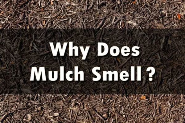 Why does mulch smell