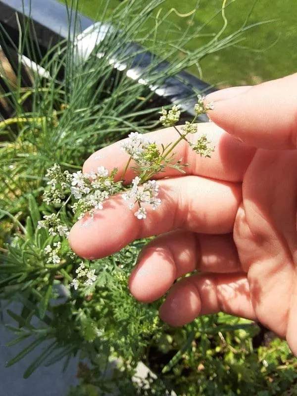 Why is My Cilantro Flowering 2