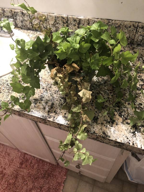 Why is My Ivy Dying