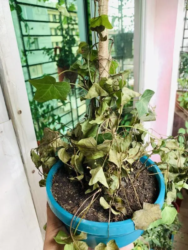 Why is My Ivy Dying 2