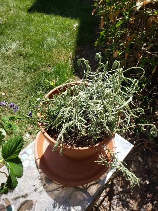 Why is My Lavender Wilting 2