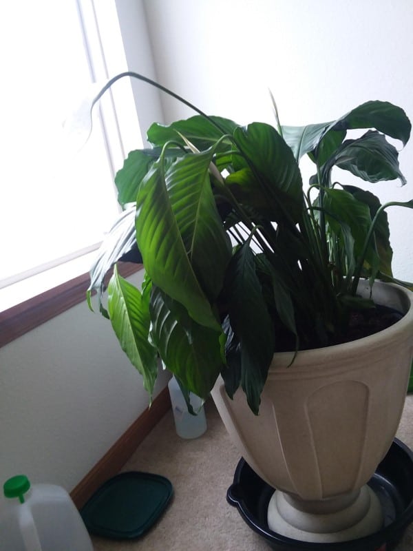 Why is My Peace Lily Drooping 2