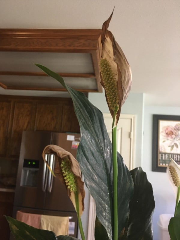 Why is My Peace Lily Flower Turning Brown 2