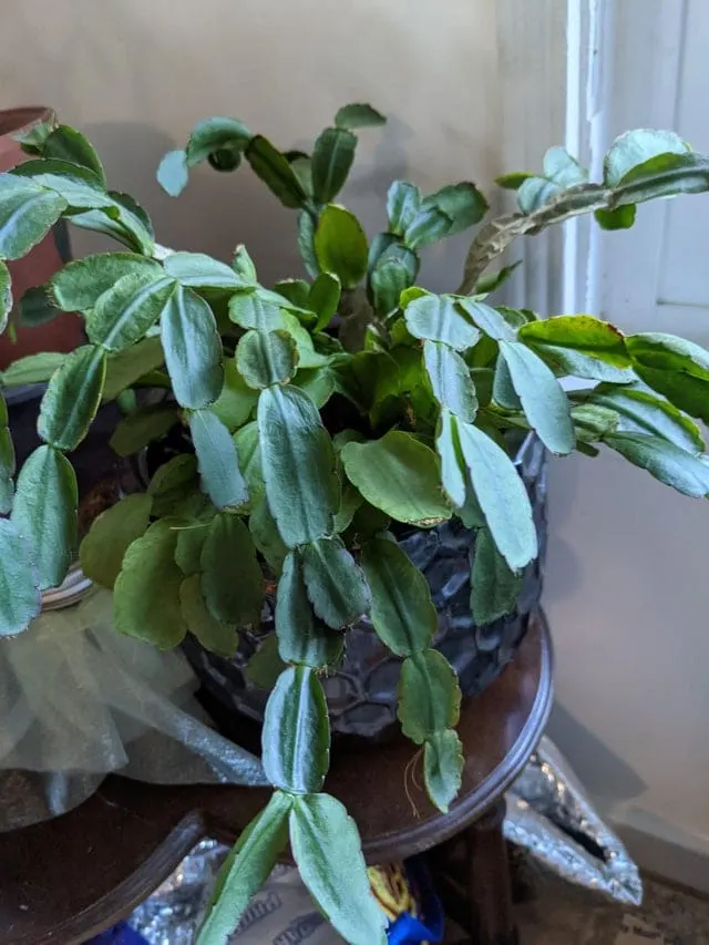 Why is my Christmas cactus wilting?