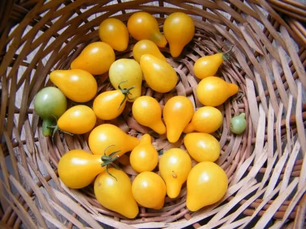 Yellow pear tomato Vegetables That Start with Y