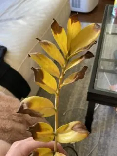 ZZ plant turning yellow with brown tips due to sunburn scaled