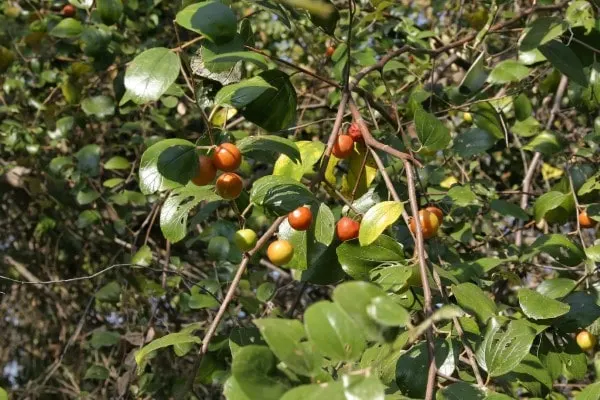 Ziziphus mauritiana Vegetables That Start With Z