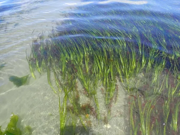 Zostera Marina Vegetables That Start With Z