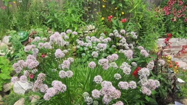 Allium Summer Beauty