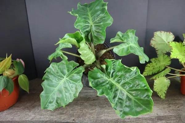 Alocasia Low Rider 2