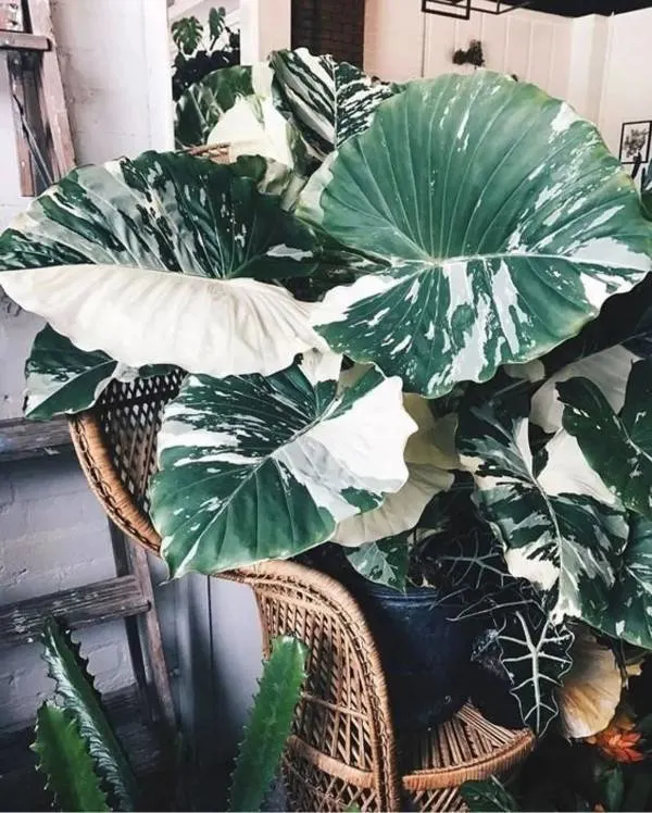 Alocasia Macrorrhiza Variegata 1