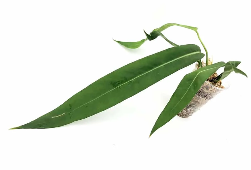 Anthurium Pallidiflorum 2