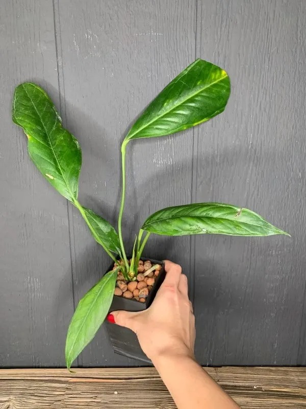 Anthurium Pallidiflorum