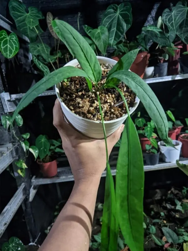 Anthurium Vittarifolium 1