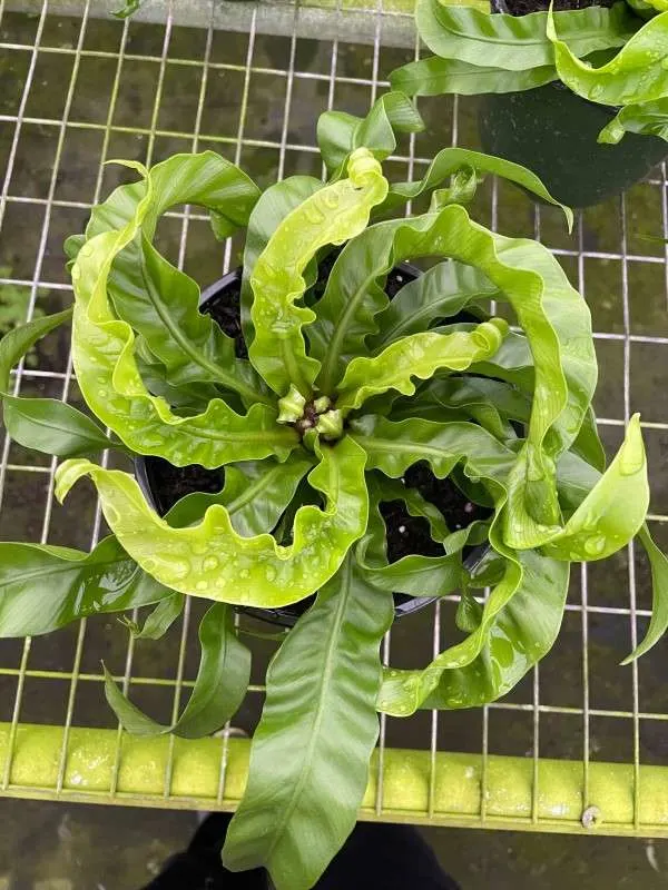 Asplenium Antiquum 1