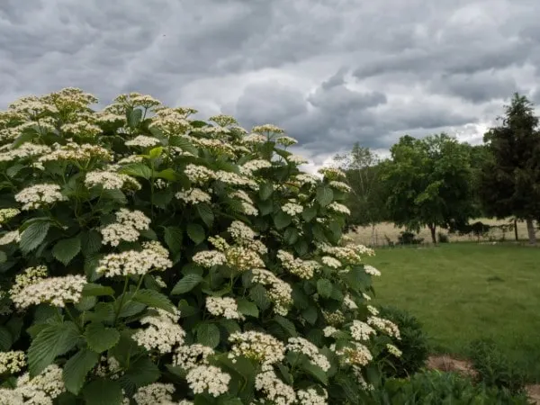 Autumn Jazz Viburnum 4