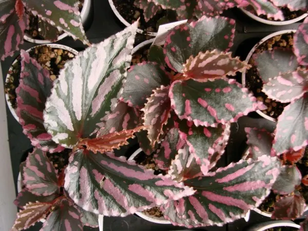 Begonia Julau 2