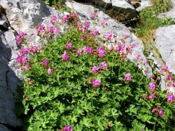 Bigroot Geranium 1