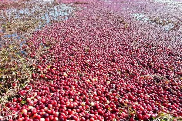 Cranberry fields submerged with water Why Are Cranberries In Water